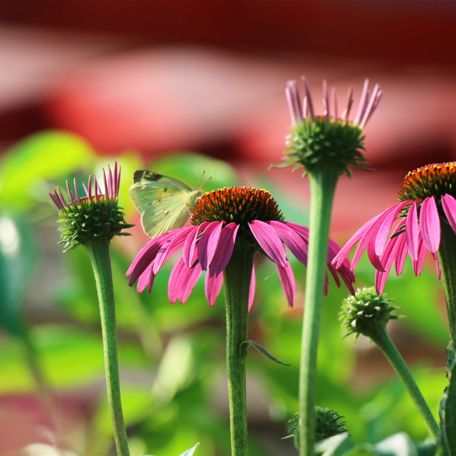 Magnus Coneflower