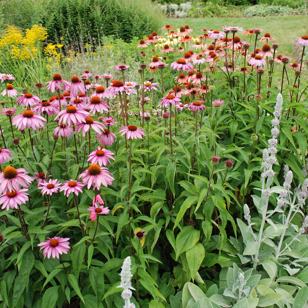 Magnus Coneflower