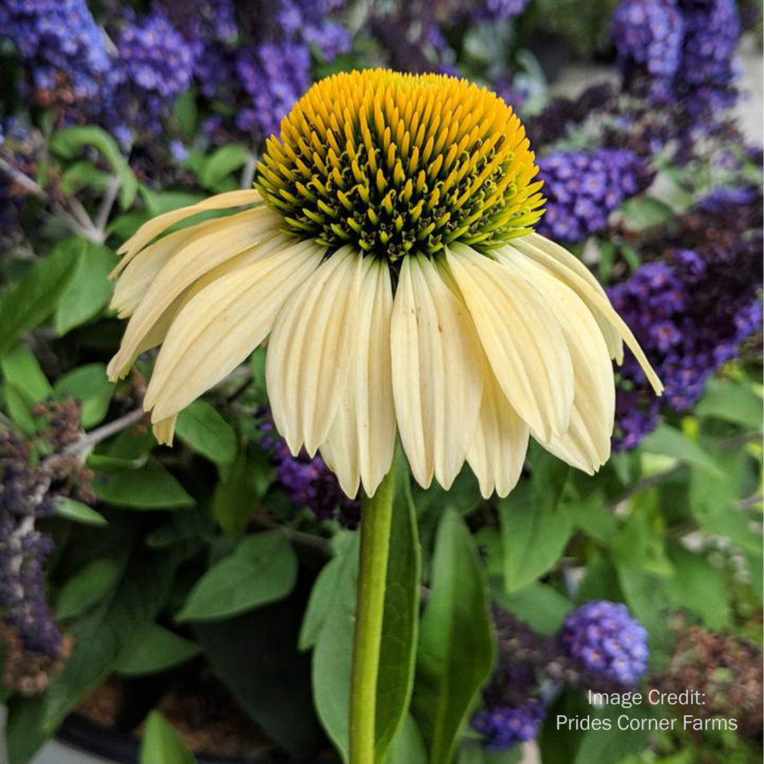 Mellow Yellows Coneflower