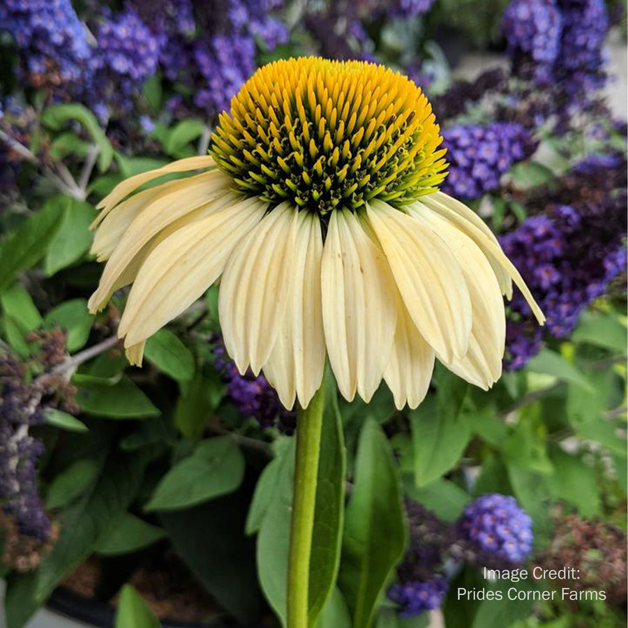 Mellow Yellows Coneflower
