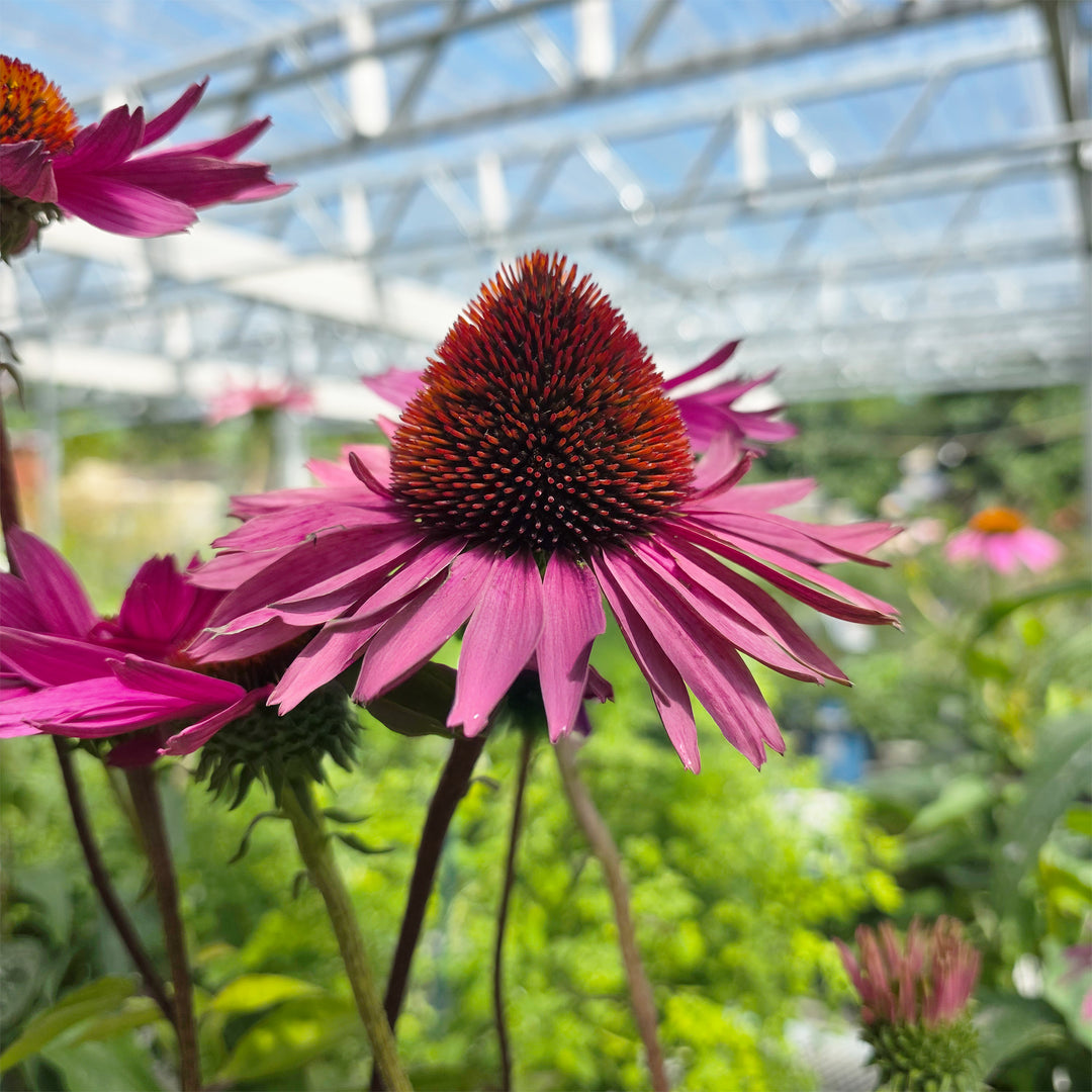 Ruby Giant Coneflower
