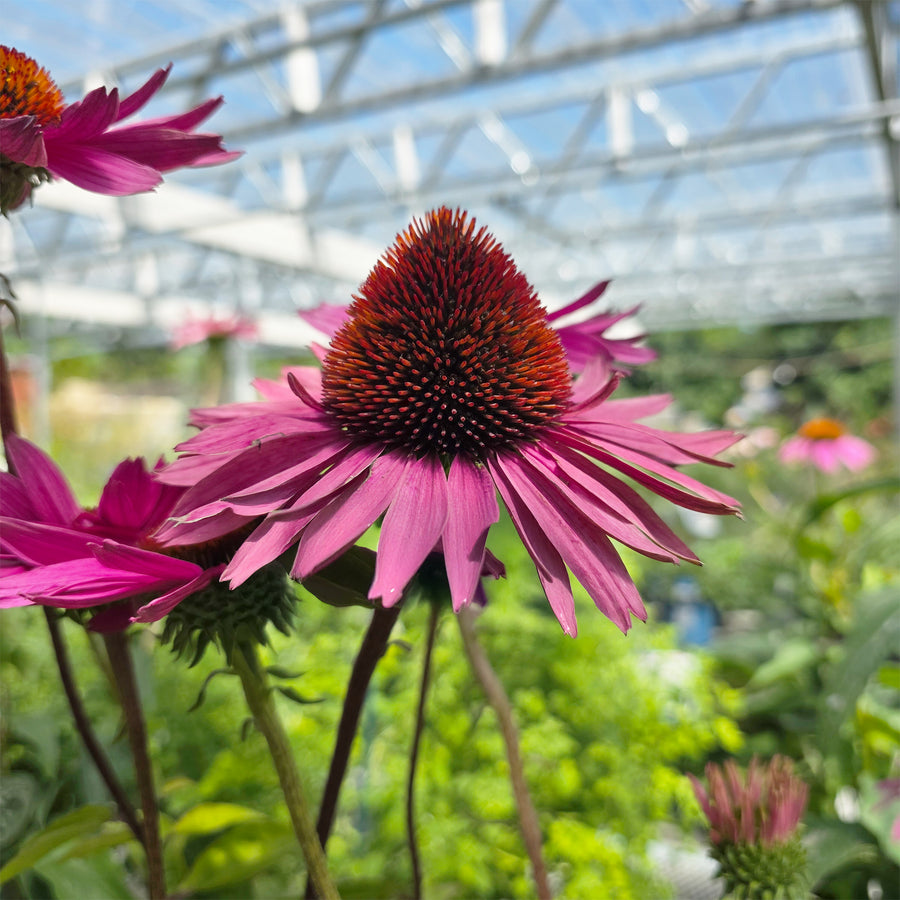 Ruby Giant Coneflower
