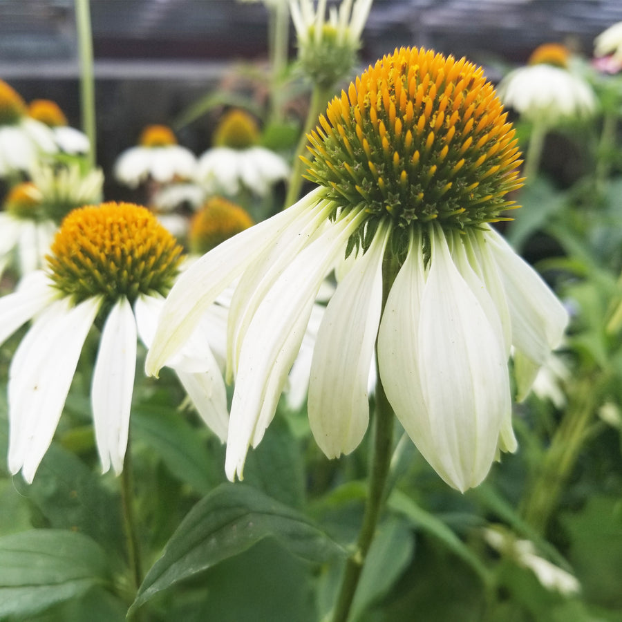 White Swan Coneflower