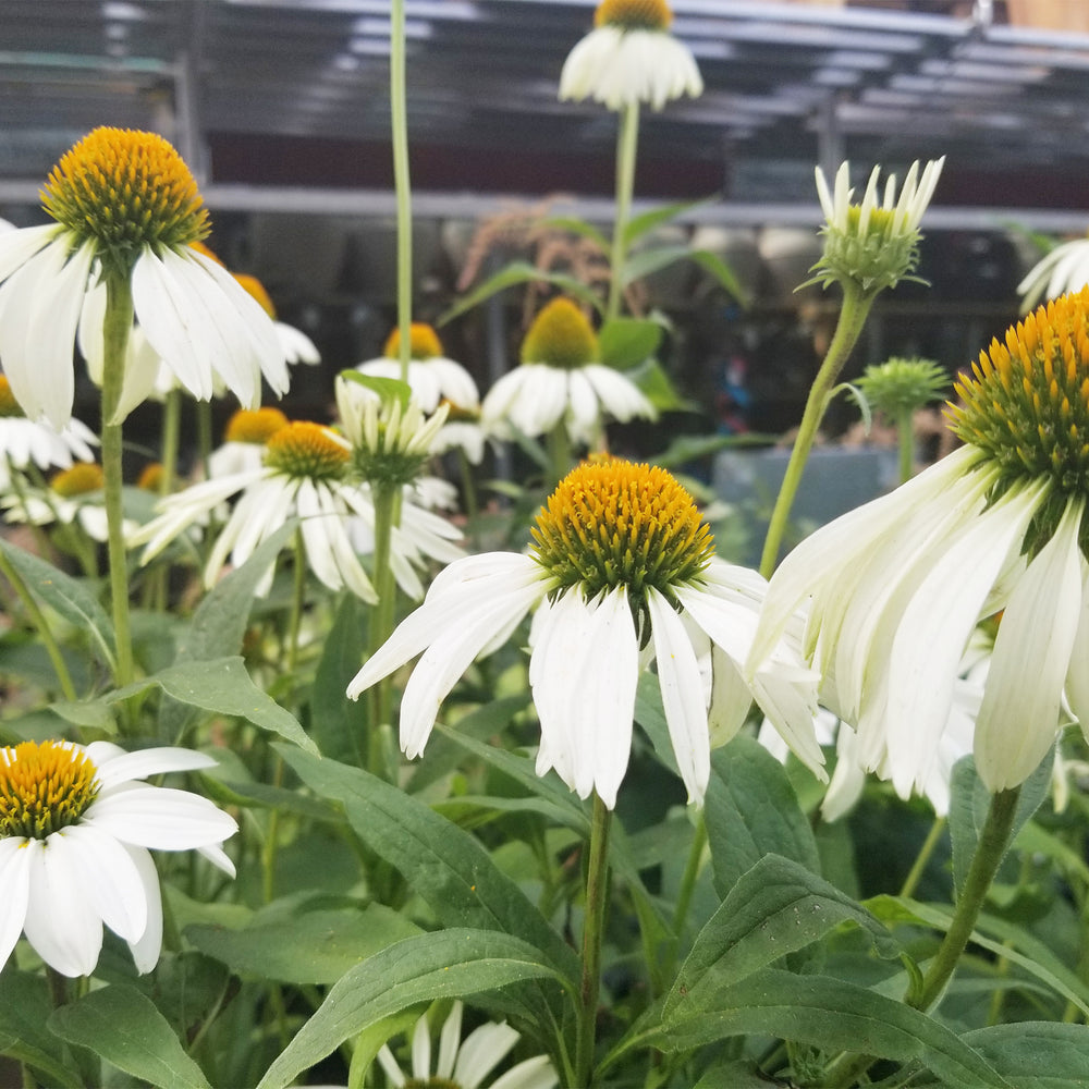 White Swan Coneflower