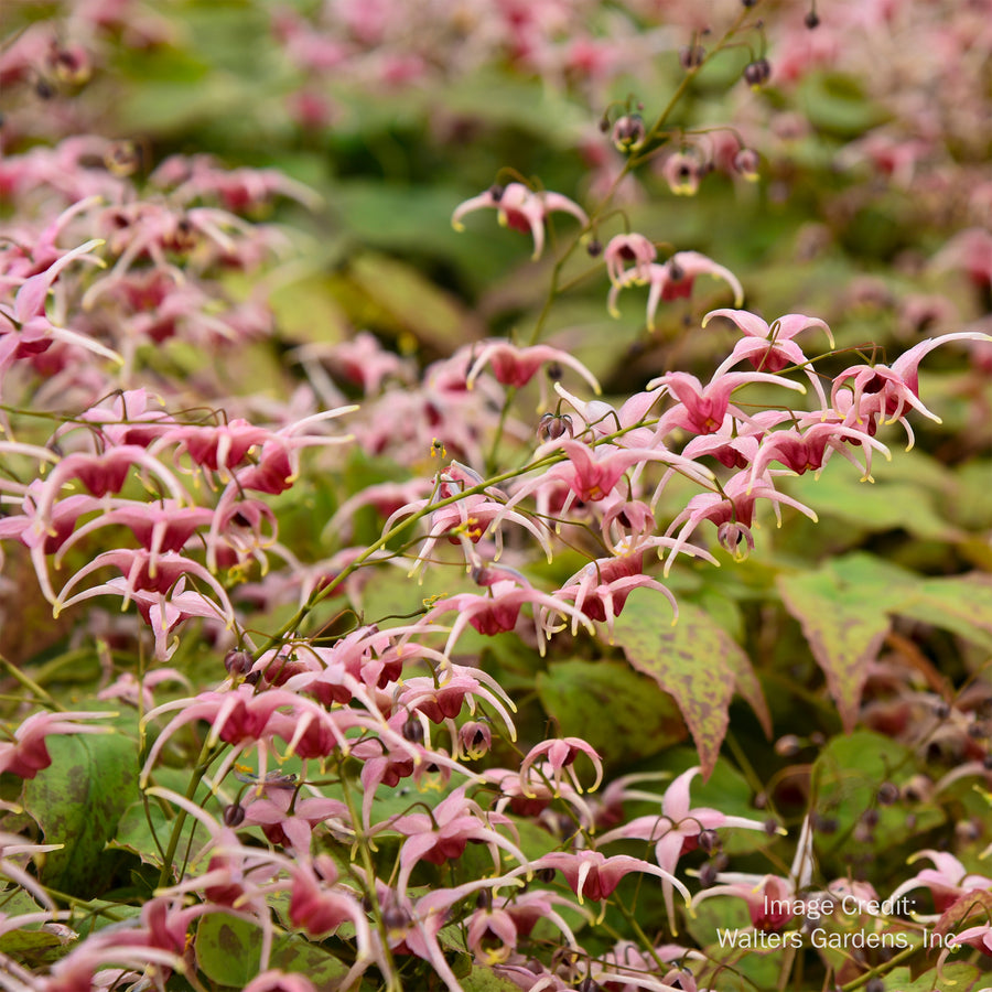 Pink Champagne Barrenwort