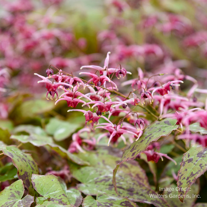 Pink Champagne Barrenwort