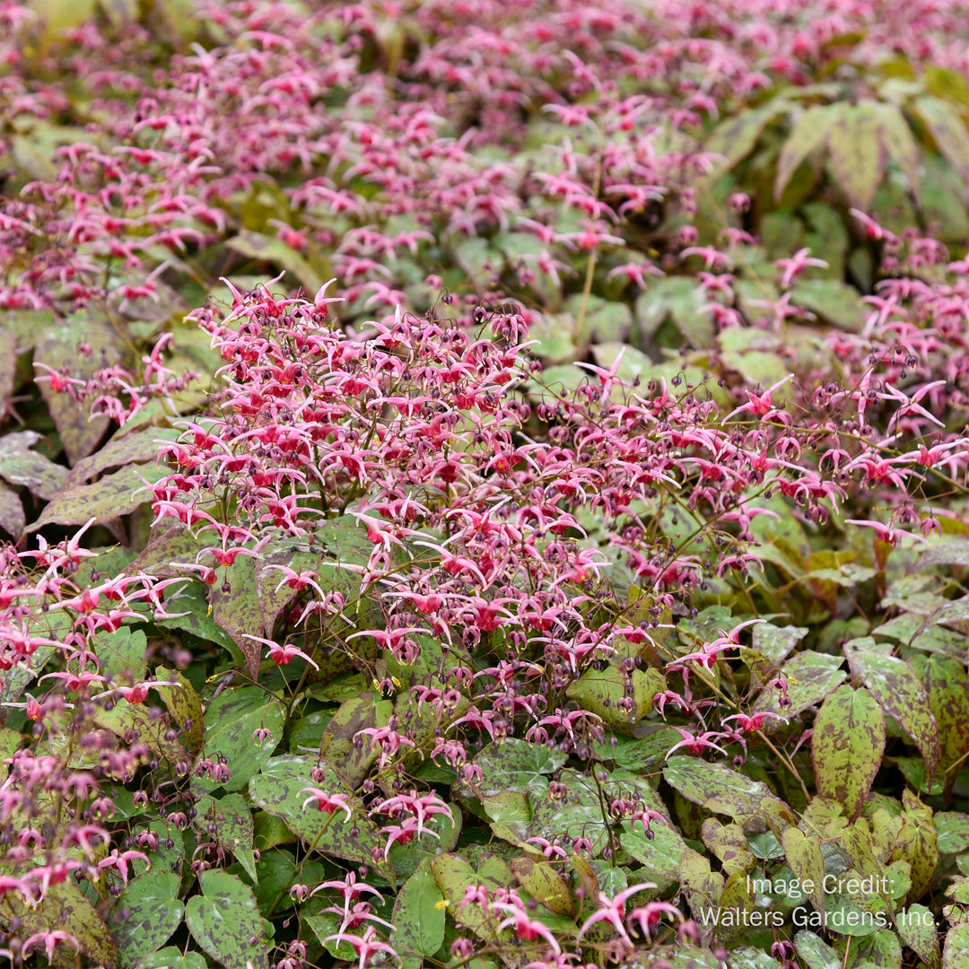 Pink Champagne Barrenwort