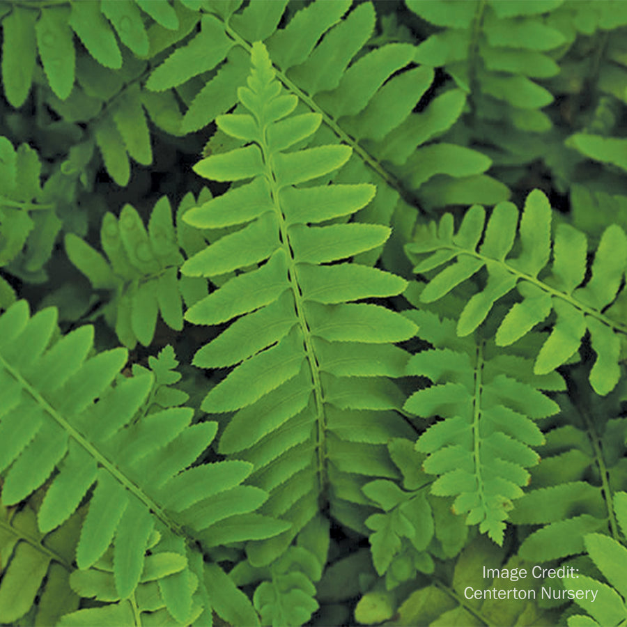 Christmas Fern
