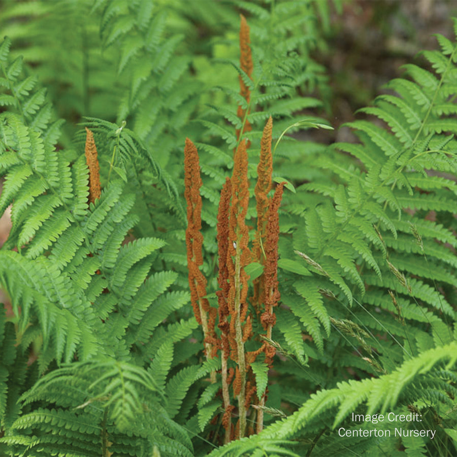 Cinnamon Fern