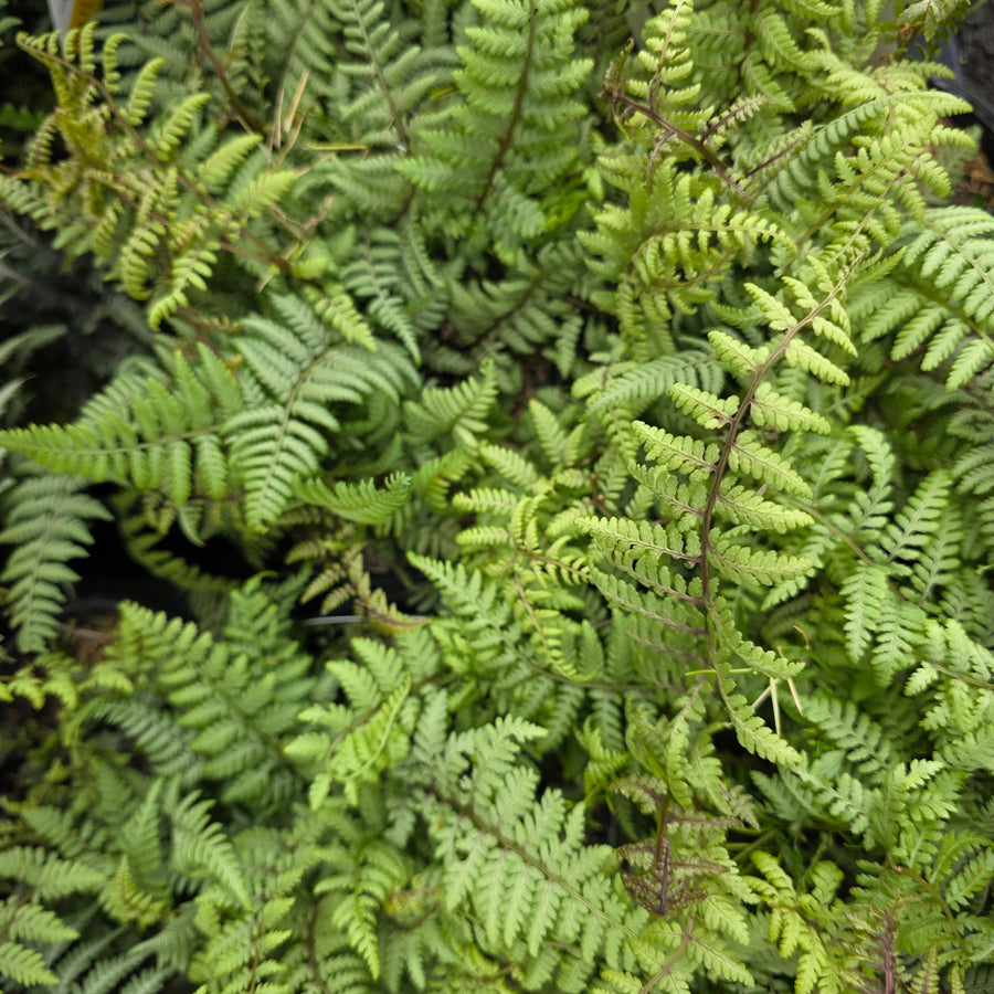 Ghost Fern
