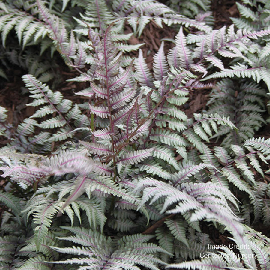 Japanese Painted Fern