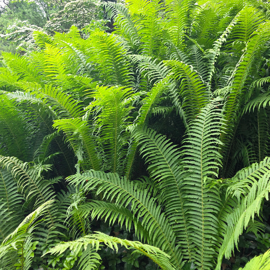 Ostrich Fern
