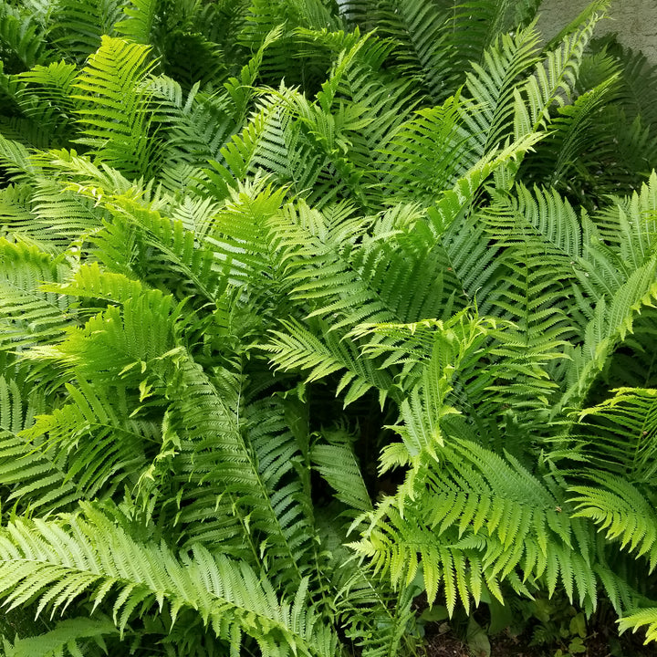 Ostrich Fern