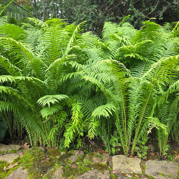 Ostrich Fern