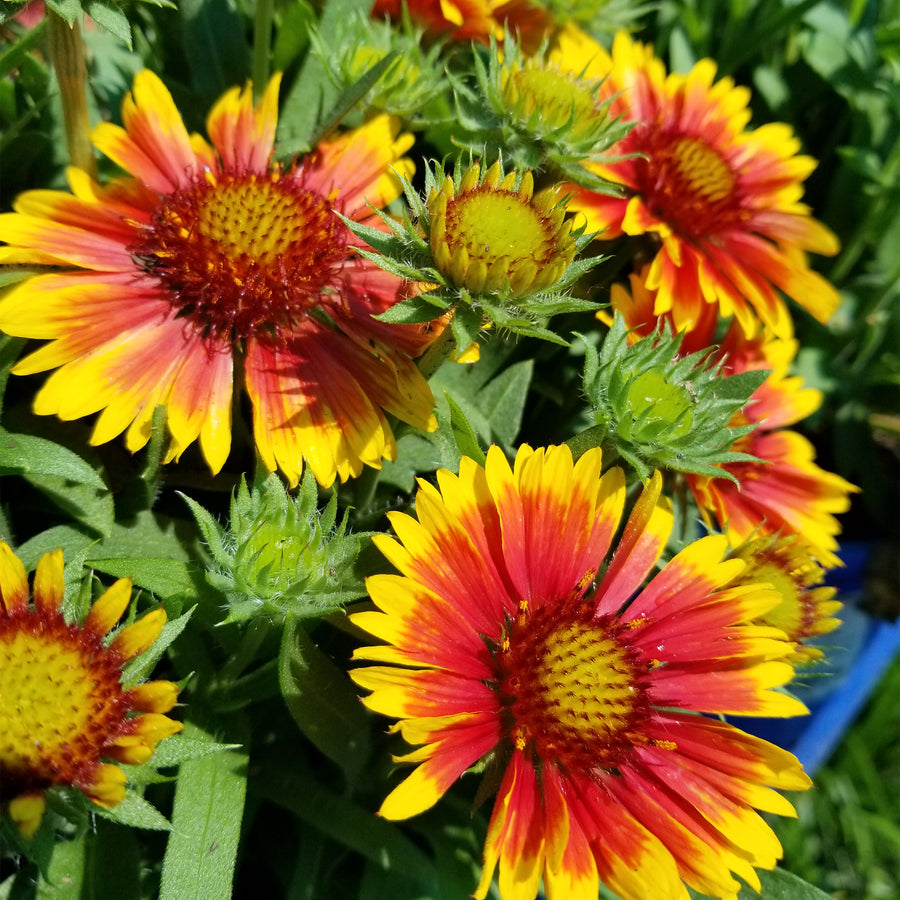 Arizona Blanket Flower