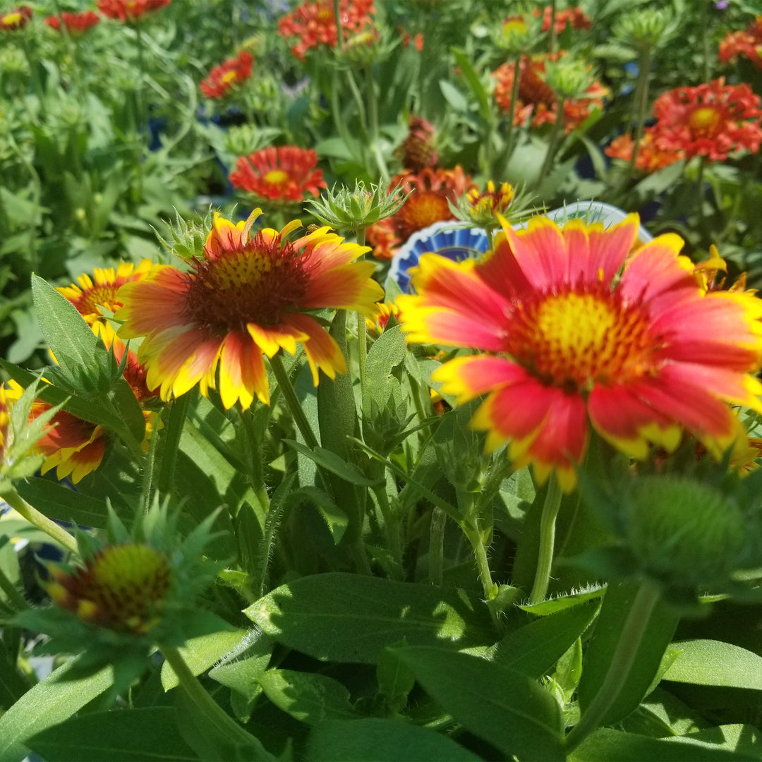 Arizona Blanket Flower