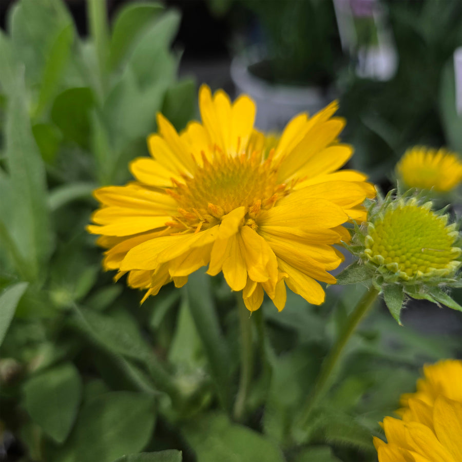 Bright Bicolor Blanket Flower