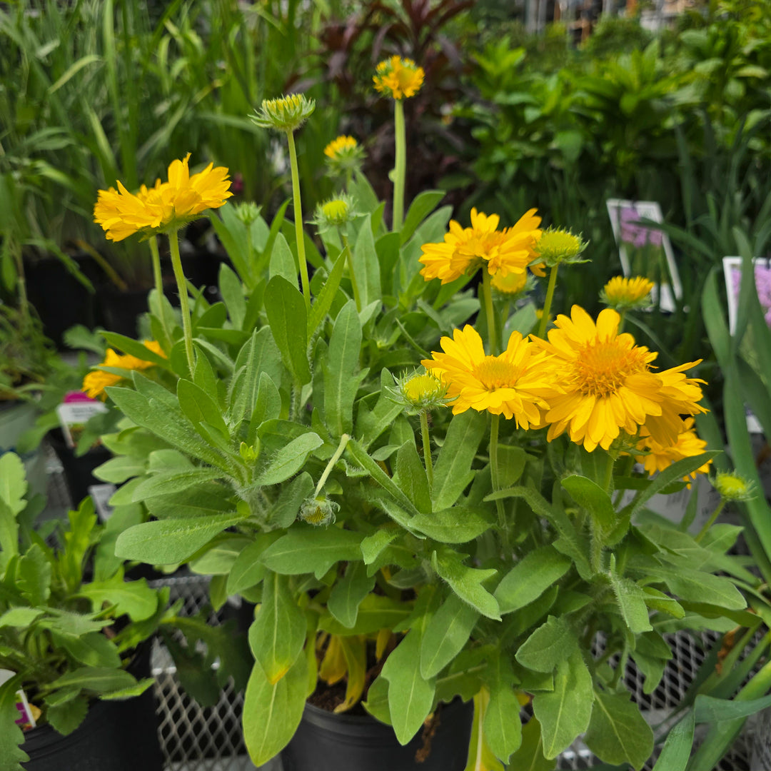 Bright Bicolor Blanket Flower