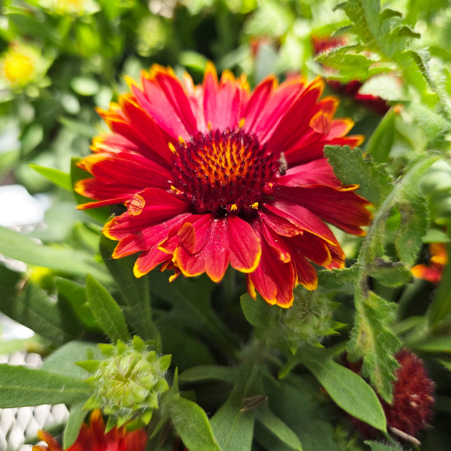 SpinTop Orange Halo Blanket Flower