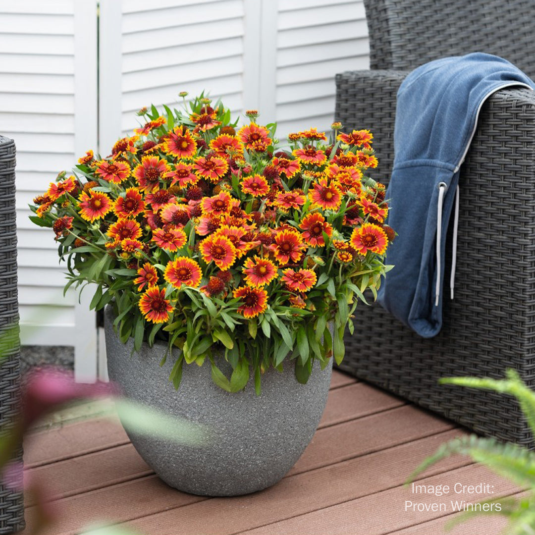 SpinTop Orange Halo Blanket Flower