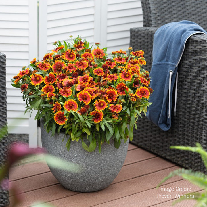 SpinTop Orange Halo Blanket Flower