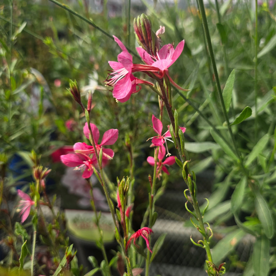 Siskiyou Pink Wandflower
