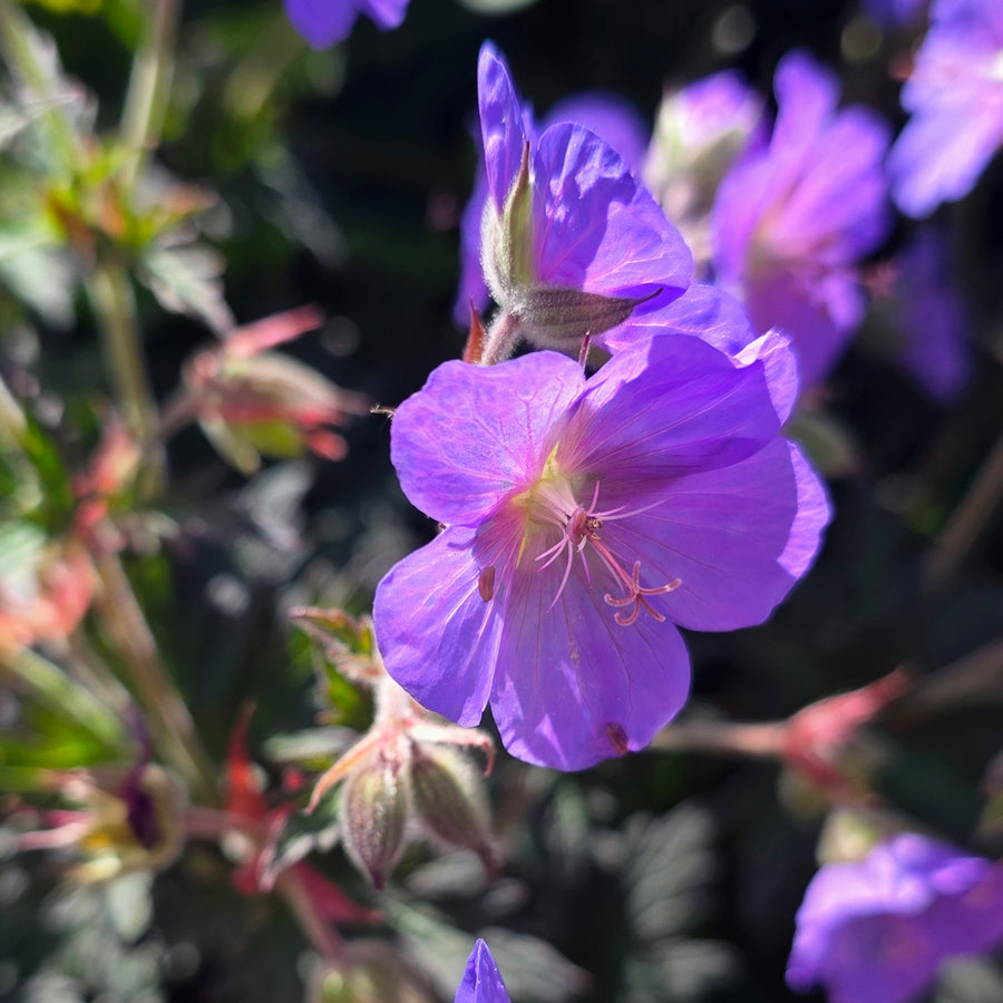Boom Chocolatta Cranesbill