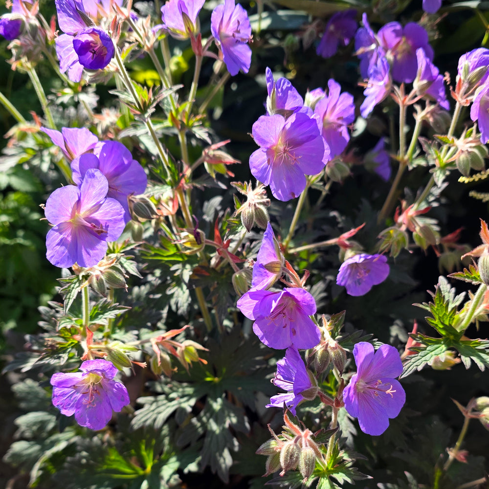 Boom Chocolatta Cranesbill