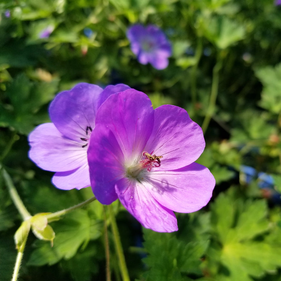 Rozanne Cranesbill