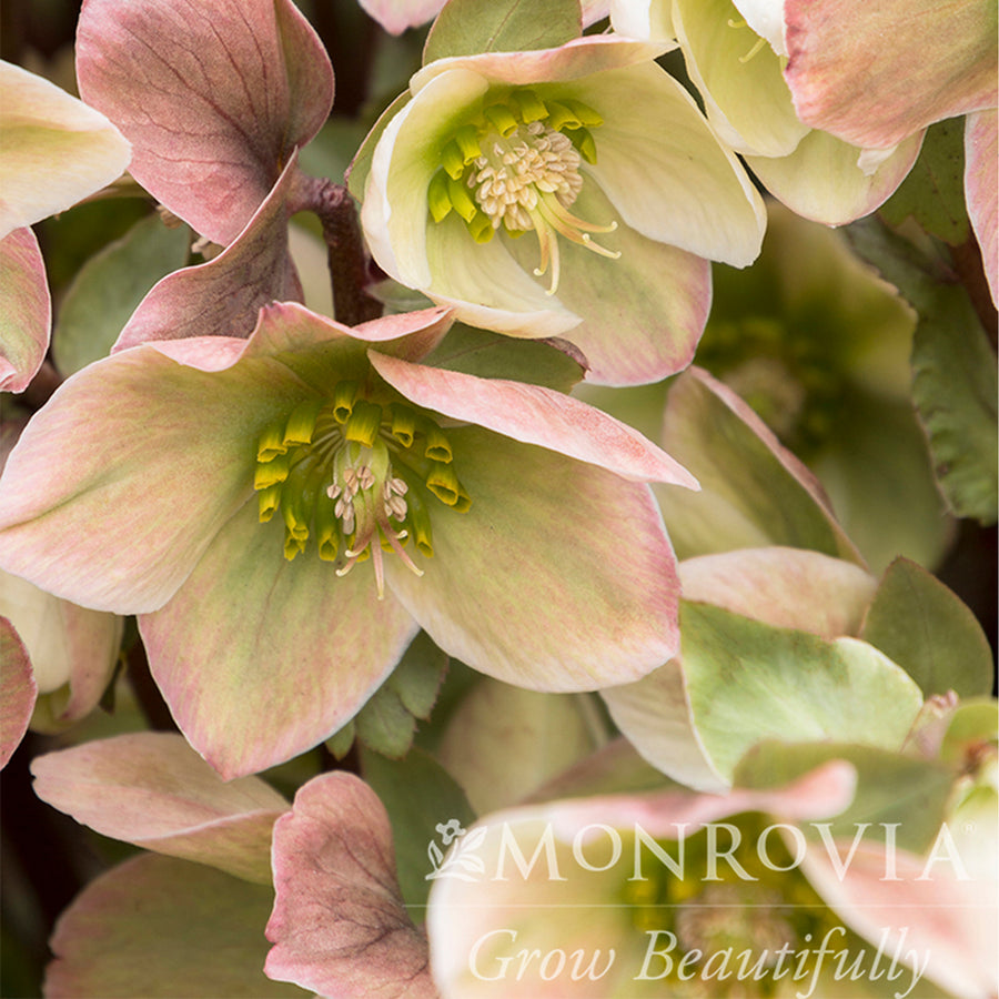 Ivory Prince Lenten Rose