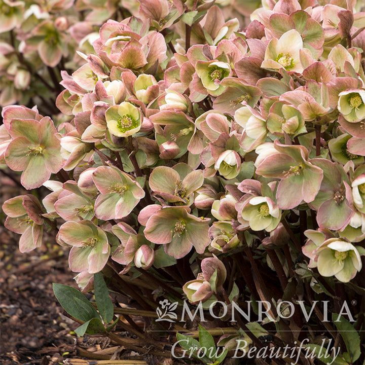 Ivory Prince Lenten Rose