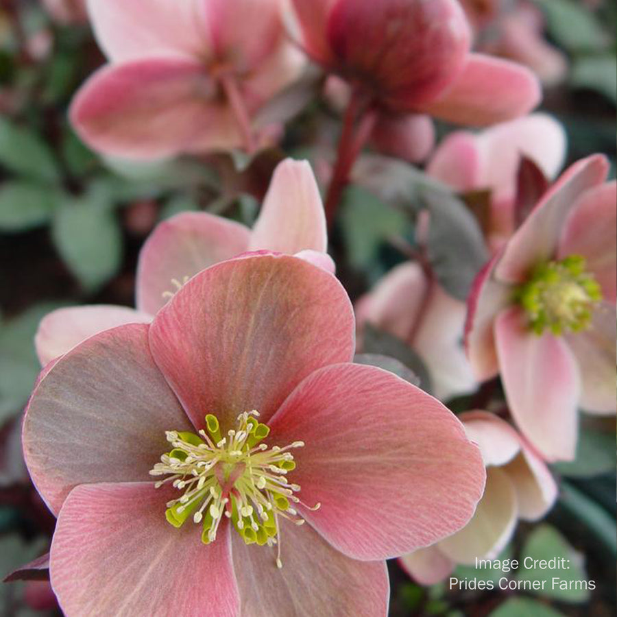 Royal Heritage Lenten Rose