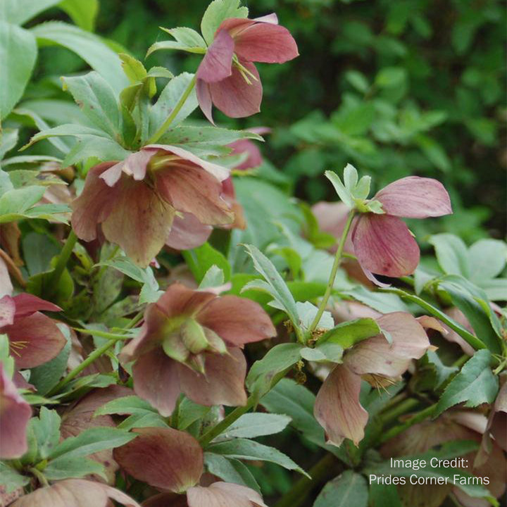 Royal Heritage Lenten Rose