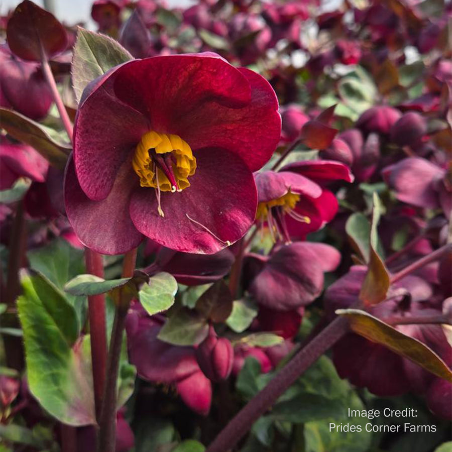 Vibey Velvet Lenten Rose