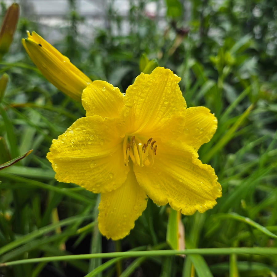 Happy Returns Daylily