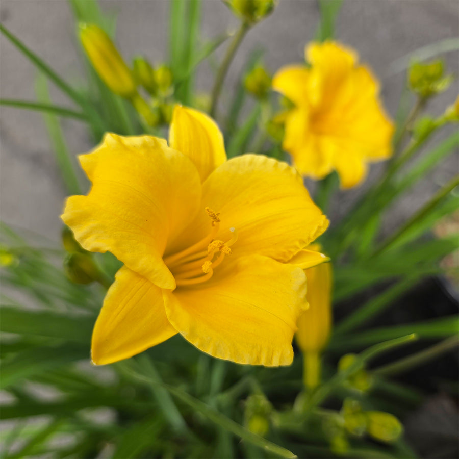 Stella D' Oro Daylily