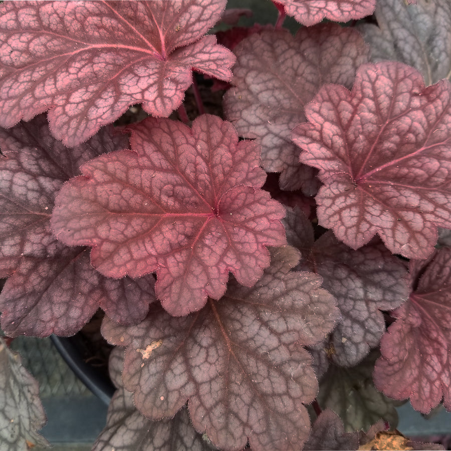 Berry Smoothie Coral Bells