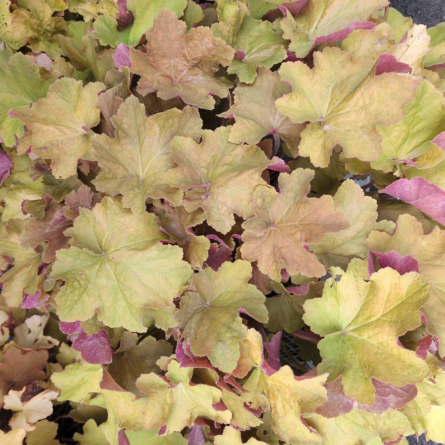 Caramel Coral Bells