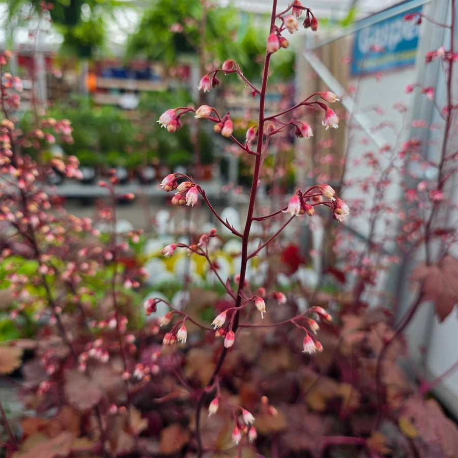 Fire Chief Coral Bells