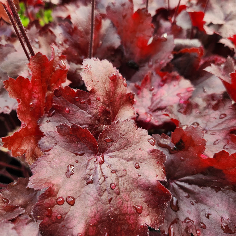 Fire Chief Coral Bells