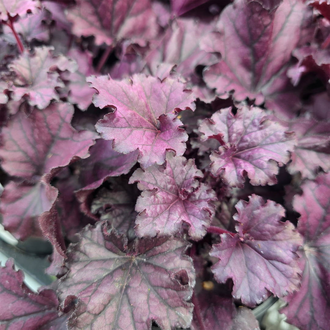 Forever Purple Coral Bells