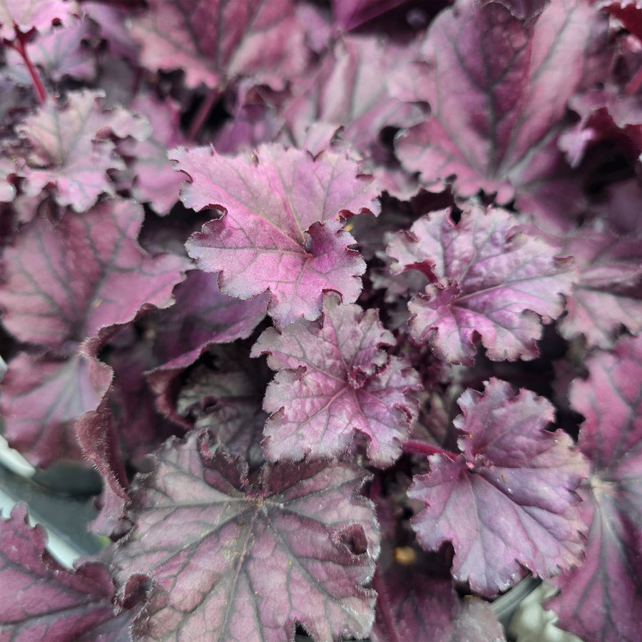 Forever Purple Coral Bells