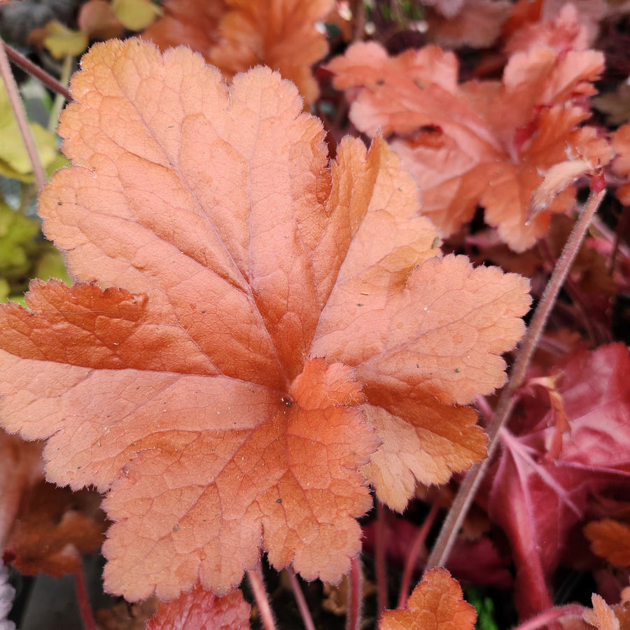 Forever Red Coral Bells