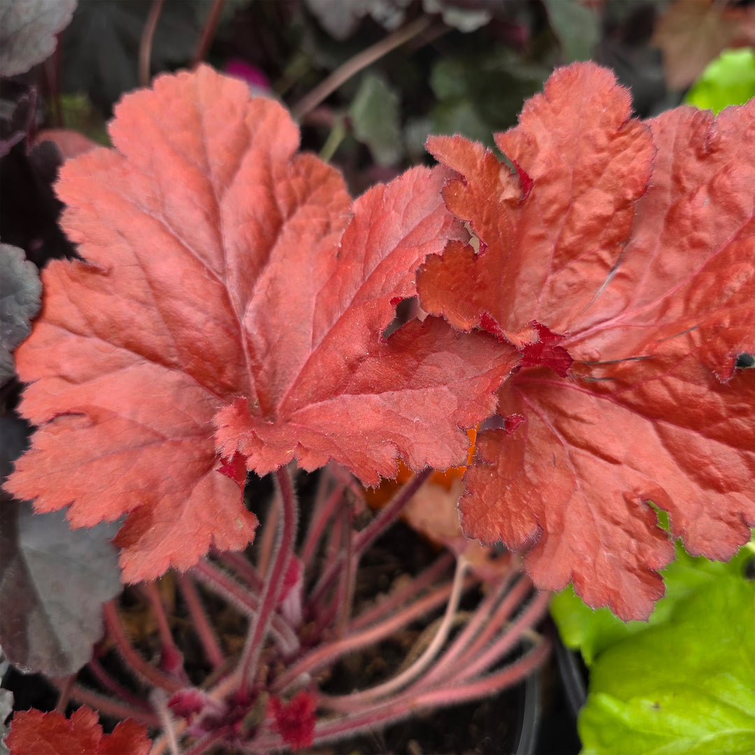 Forever Red Coral Bells