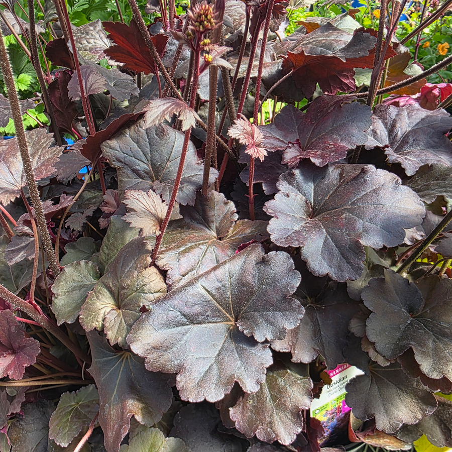 Frosted Violet Coral Bells