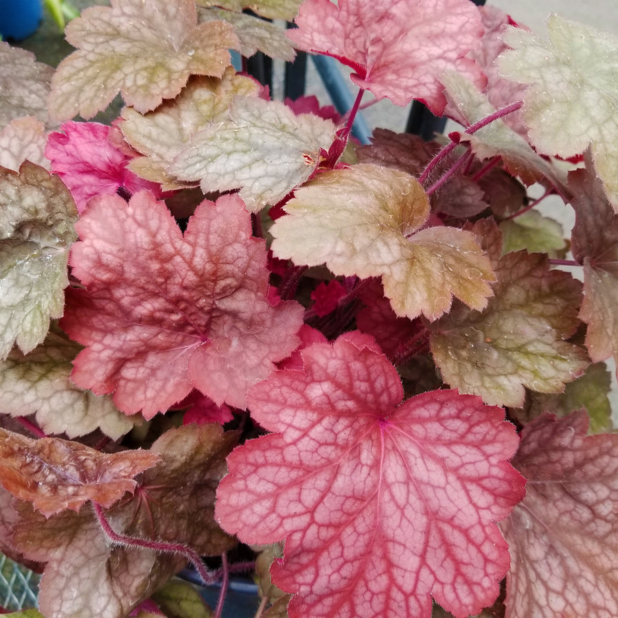 Georgia Peach Coral Bells
