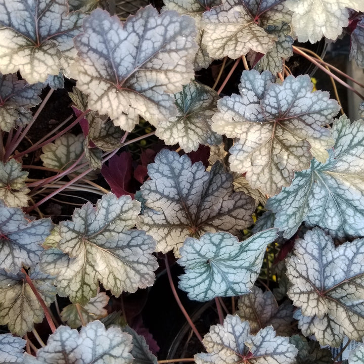 Glitter Coral Bells