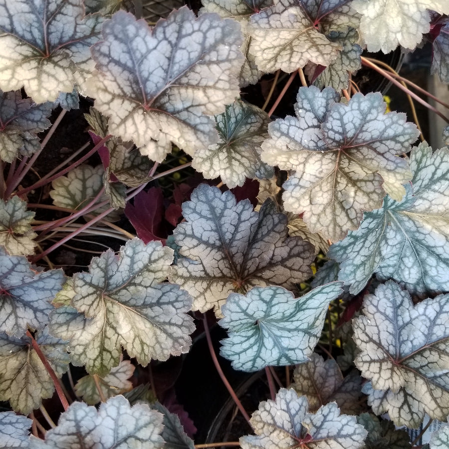 Glitter Coral Bells