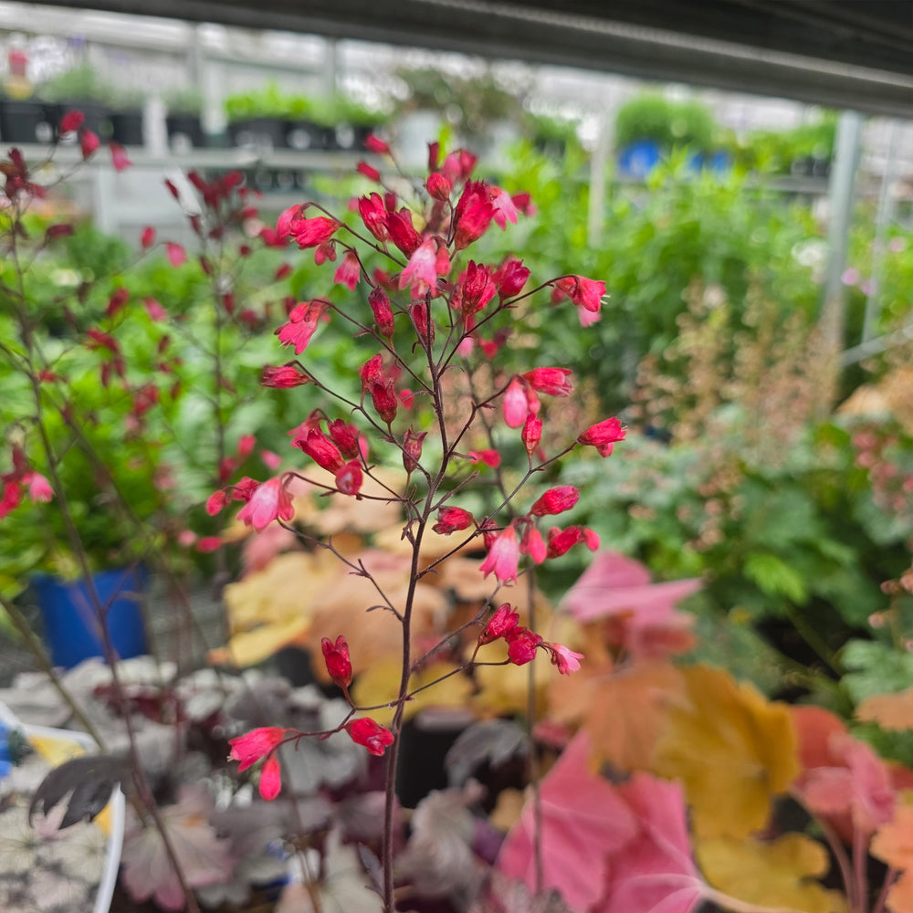 Glitter Coral Bells