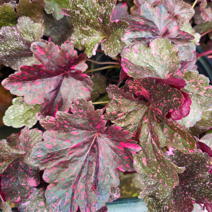 Obsidian Coral Bells
